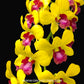 Dendrobium Thongchai Gold 'Pramote' - BS