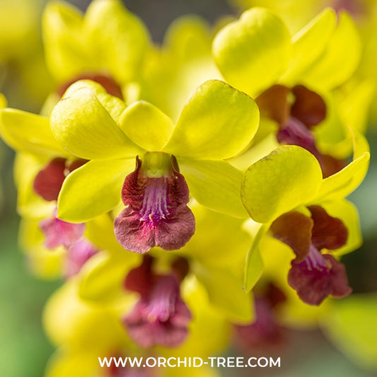 Dendrobium Thongchai Gold  #110 Orchid Plant - BS