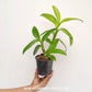 Dendrobium Thongchai Gold  #110 Orchid Plant - BS