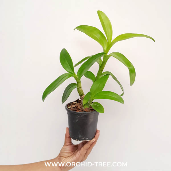 Dendrobium Thongchai Gold  #110 Orchid Plant - BS