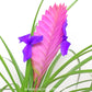 Tillandsia Pink Quill Plant