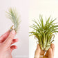 Tilandsia Air Plants Combo | Pack of 2