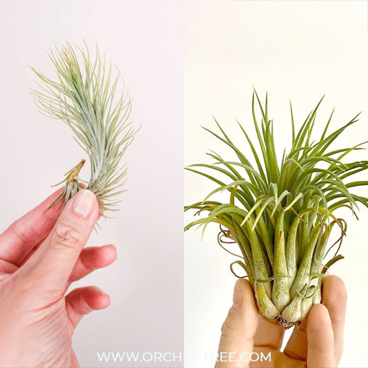 Tilandsia Air Plants Combo | Pack of 2