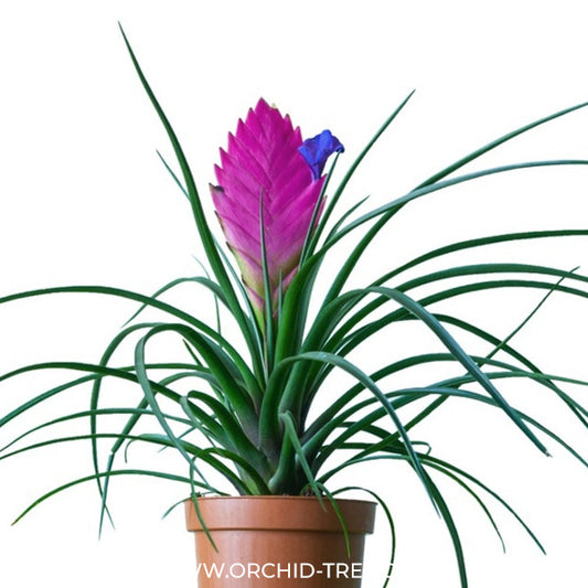 Tillandsia Pink Quill Plant