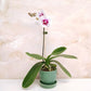Timeless Love | Phalaenopsis Orchid Gift