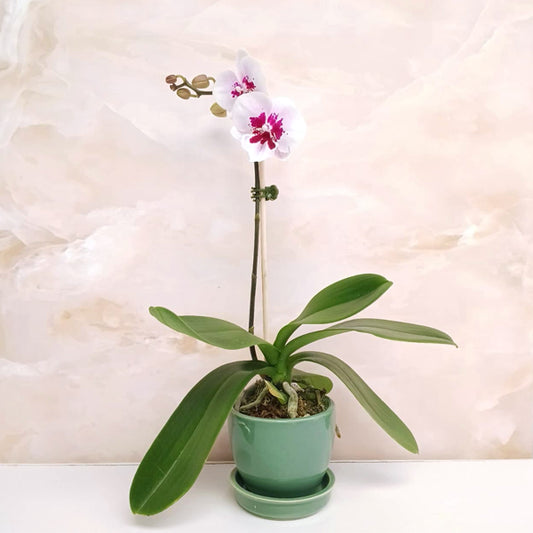 Timeless Love | Phalaenopsis Orchid Gift