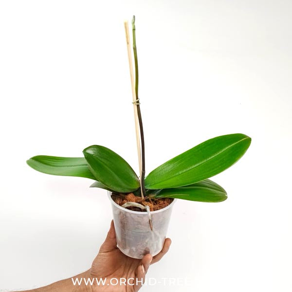 Phalaenopsis Tinny Honey Orchid Plant - FF