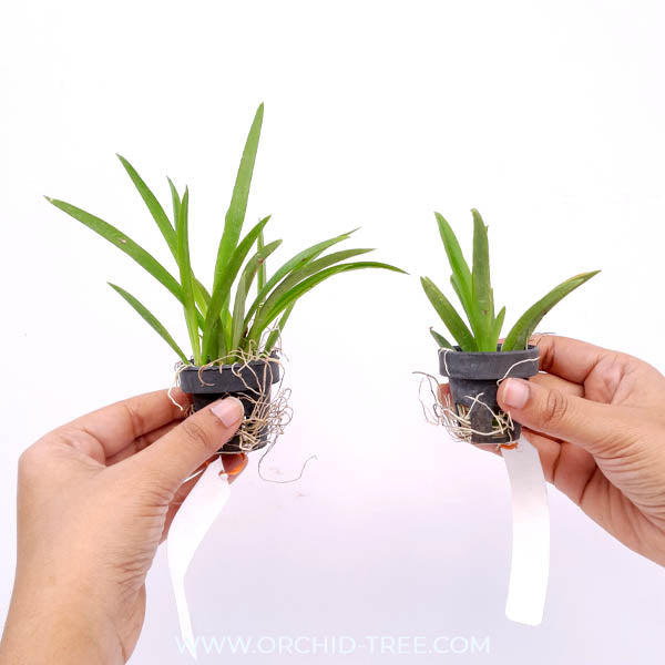 Tolumnia Pack of 2 Orchid Plants