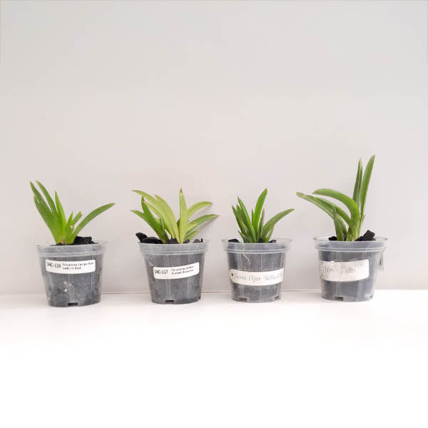 Tolumnia Pack of 4 Orchid Plants - BS