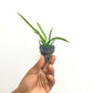 Oncidium Tolumnia Jairak Flyer 'No.703' - BS