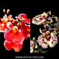 Tolumnia Pack of 2 Orchid Plants