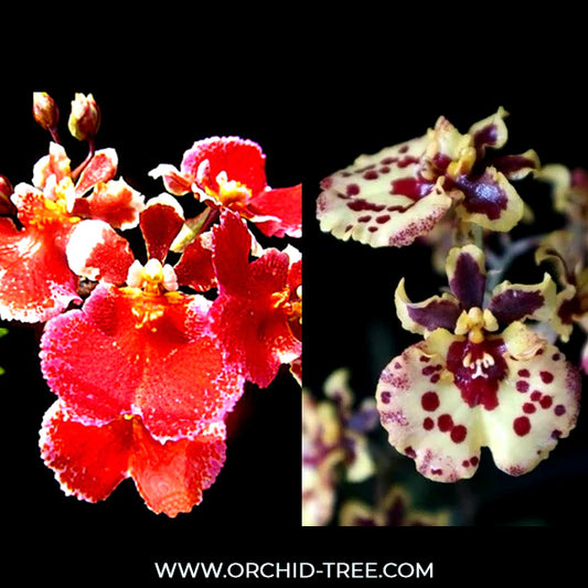 Tolumnia Pack of 2 Orchid Plants