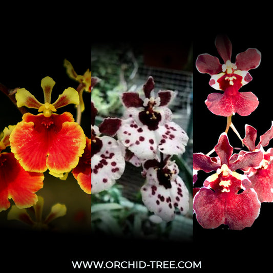 Tolumnia Pack of 3 Orchid Plants - BS