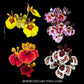 Tolumnia Pack of 4 Orchid Plants - BS