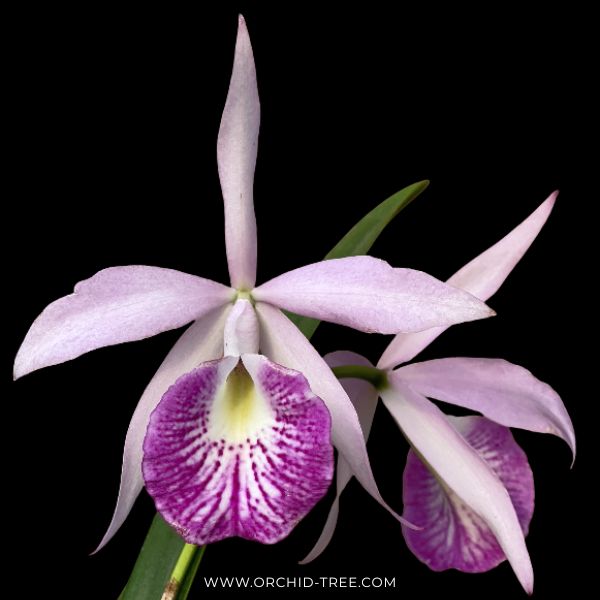 Cattleya Bc. Yu-Tung Star Orchid Plant - BS