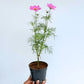 Cosmos | with Buds/Flower