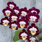 Phalaenopsis Joy Angel Orchid Plant - FF