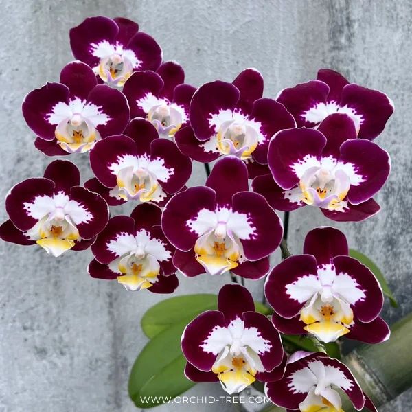 Phalaenopsis Joy Angel Orchid Plant - FF