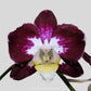 Phalaenopsis Joy Angel Orchid Plant - FF