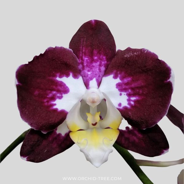 Phalaenopsis Joy Angel Orchid Plant - FF