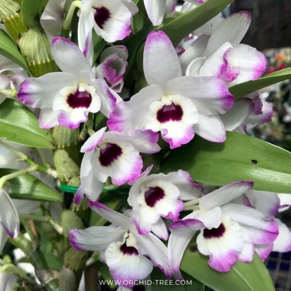 Dendrobium Tomflake Nopori Orchid plant - BS