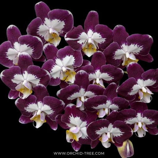Phalaenopsis Joy Angel Orchid Plant - FF