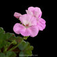 Geraniums- With Flowers