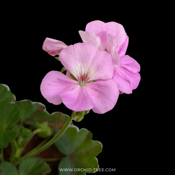 Geraniums- With Flowers