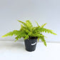 Golden Fern