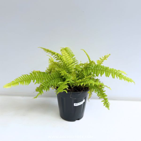 Golden Fern