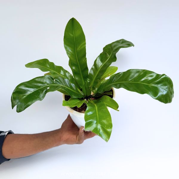 Bird's Nest Fern