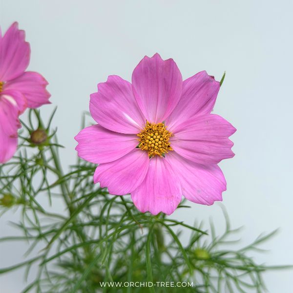 Cosmos | with Buds/Flower