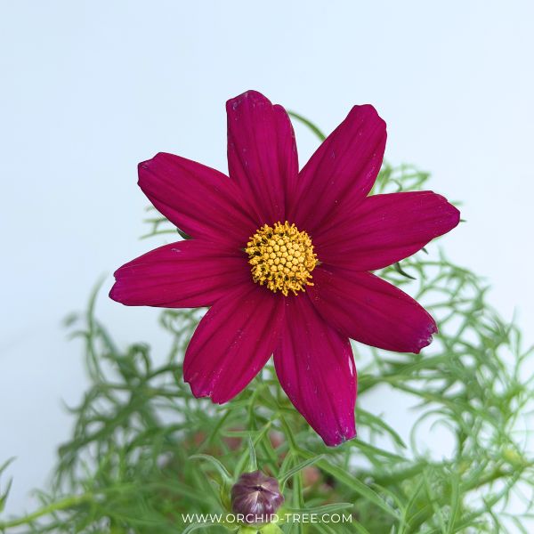 Cosmos | with Buds/Flower