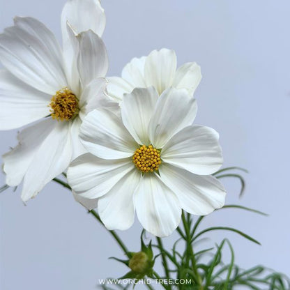 Cosmos | with Buds/Flower