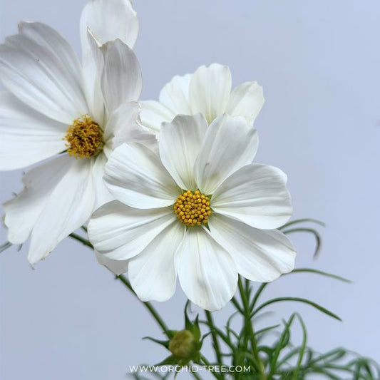 Cosmos | with Buds/Flower
