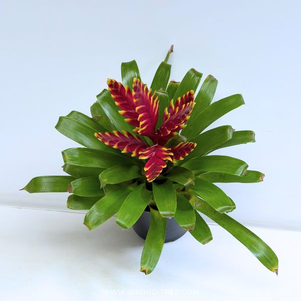Bromeliad (Vriesea ‘Vogue’)
