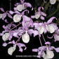 Dendrobium tortile sp. Orchid Plant - BS