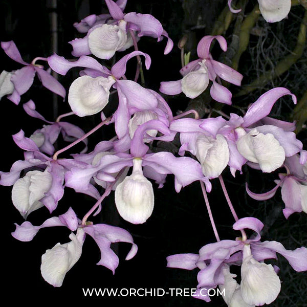Dendrobium tortile sp. Orchid Plant - BS