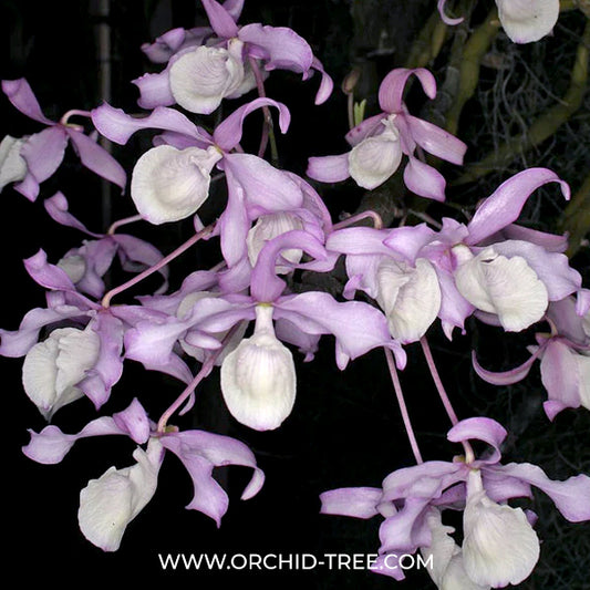 Dendrobium tortile sp. Orchid Plant - BS