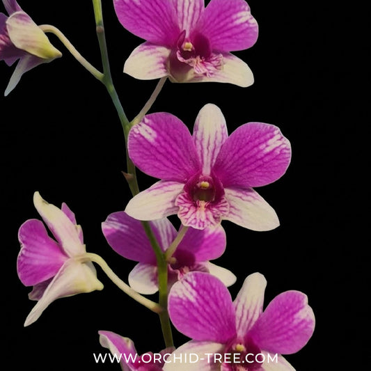 Dendrobium Triple Fantacy 1128 Orchid Plant - FF - Buy Orchids Plants Online by Orchid-Tree.com