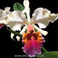 Cattleya Triumphans Orchid Plant - NBS