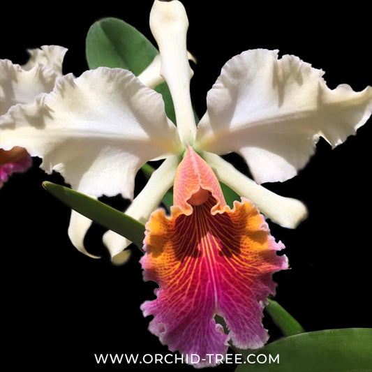 Cattleya Triumphans Orchid Plant - NBS