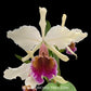 Cattleya Triumphans Orchid Plant - NBS