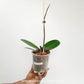 Phalaenopsis Tropic Wonderland Orchid Plant - FF