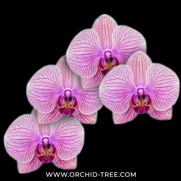 Phalaenopsis Tropic Wonderland Orchid Plant - FF