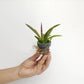 Tolumnia Jairak Flyer Tuffer Fish Orchid Plant - BS