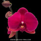 Phalaenopsis Lianher Tuna x Lianher Salmon Orchid Plant - FF