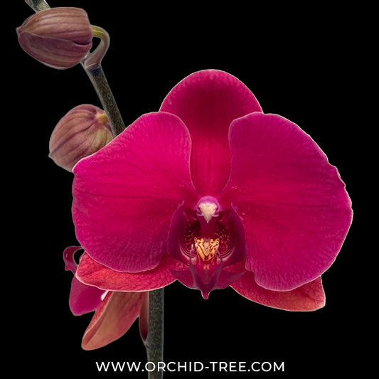 Phalaenopsis Lianher Tuna x Lianher Salmon Orchid Plant - FF