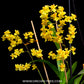Oncidium Twinkle Yellow - BS