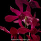 Dendrobium Jacquelyn Concert Red Twisted Orchid - BS